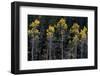 Colorado. a Stand of Autumn Yellow Aspen in the Uncompahgre National Forest-Judith Zimmerman-Framed Photographic Print