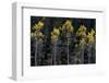 Colorado. a Stand of Autumn Yellow Aspen in the Uncompahgre National Forest-Judith Zimmerman-Framed Photographic Print