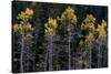 Colorado. a Stand of Autumn Yellow Aspen in the Uncompahgre National Forest-Judith Zimmerman-Stretched Canvas