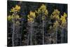 Colorado. a Stand of Autumn Yellow Aspen in the Uncompahgre National Forest-Judith Zimmerman-Stretched Canvas