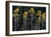 Colorado. a Stand of Autumn Yellow Aspen in the Uncompahgre National Forest-Judith Zimmerman-Framed Photographic Print