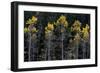 Colorado. a Stand of Autumn Yellow Aspen in the Uncompahgre National Forest-Judith Zimmerman-Framed Photographic Print