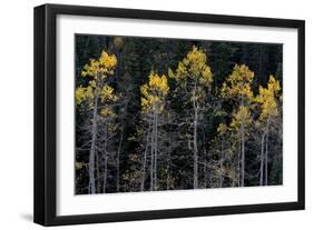 Colorado. a Stand of Autumn Yellow Aspen in the Uncompahgre National Forest-Judith Zimmerman-Framed Photographic Print