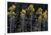 Colorado. a Stand of Autumn Yellow Aspen in the Uncompahgre National Forest-Judith Zimmerman-Framed Photographic Print