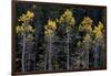 Colorado. a Stand of Autumn Yellow Aspen in the Uncompahgre National Forest-Judith Zimmerman-Framed Photographic Print