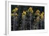 Colorado. a Stand of Autumn Yellow Aspen in the Uncompahgre National Forest-Judith Zimmerman-Framed Photographic Print