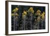 Colorado. a Stand of Autumn Yellow Aspen in the Uncompahgre National Forest-Judith Zimmerman-Framed Photographic Print