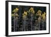 Colorado. a Stand of Autumn Yellow Aspen in the Uncompahgre National Forest-Judith Zimmerman-Framed Photographic Print