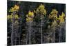 Colorado. a Stand of Autumn Yellow Aspen in the Uncompahgre National Forest-Judith Zimmerman-Mounted Photographic Print