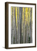 Colorado. a Stand of Autumn Yellow Aspen in the Uncompahgre National Forest-Judith Zimmerman-Framed Photographic Print