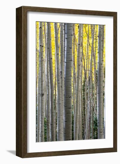 Colorado. a Stand of Autumn Yellow Aspen in the Uncompahgre National Forest-Judith Zimmerman-Framed Photographic Print