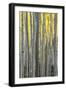 Colorado. a Stand of Autumn Yellow Aspen in the Uncompahgre National Forest-Judith Zimmerman-Framed Photographic Print