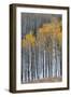 Colorado. a Stand of Autumn Yellow Aspen in the Uncompahgre National Forest-Judith Zimmerman-Framed Photographic Print