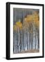 Colorado. a Stand of Autumn Yellow Aspen in the Uncompahgre National Forest-Judith Zimmerman-Framed Photographic Print