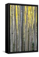Colorado. a Stand of Autumn Yellow Aspen in the Uncompahgre National Forest-Judith Zimmerman-Framed Stretched Canvas