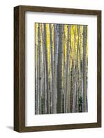 Colorado. a Stand of Autumn Yellow Aspen in the Uncompahgre National Forest-Judith Zimmerman-Framed Photographic Print