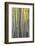 Colorado. a Stand of Autumn Yellow Aspen in the Uncompahgre National Forest-Judith Zimmerman-Framed Photographic Print