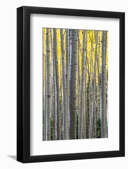 Colorado. a Stand of Autumn Yellow Aspen in the Uncompahgre National Forest-Judith Zimmerman-Framed Photographic Print