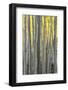 Colorado. a Stand of Autumn Yellow Aspen in the Uncompahgre National Forest-Judith Zimmerman-Framed Photographic Print