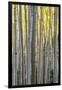 Colorado. a Stand of Autumn Yellow Aspen in the Uncompahgre National Forest-Judith Zimmerman-Framed Photographic Print