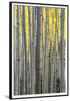 Colorado. a Stand of Autumn Yellow Aspen in the Uncompahgre National Forest-Judith Zimmerman-Framed Premium Photographic Print