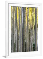 Colorado. a Stand of Autumn Yellow Aspen in the Uncompahgre National Forest-Judith Zimmerman-Framed Photographic Print