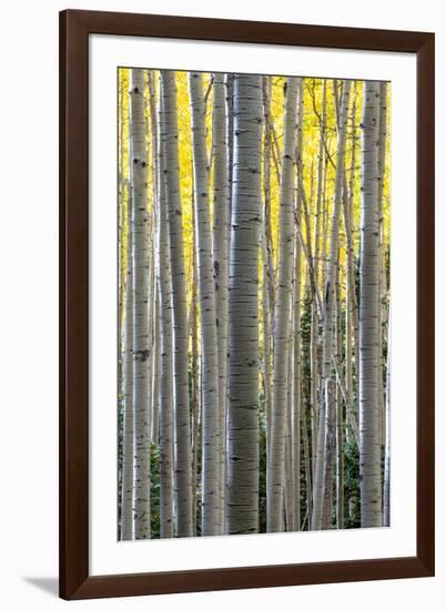 Colorado. a Stand of Autumn Yellow Aspen in the Uncompahgre National Forest-Judith Zimmerman-Framed Photographic Print