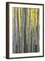 Colorado. a Stand of Autumn Yellow Aspen in the Uncompahgre National Forest-Judith Zimmerman-Framed Photographic Print