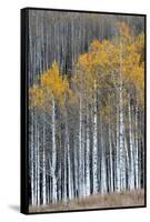 Colorado. a Stand of Autumn Yellow Aspen in the Uncompahgre National Forest-Judith Zimmerman-Framed Stretched Canvas