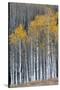 Colorado. a Stand of Autumn Yellow Aspen in the Uncompahgre National Forest-Judith Zimmerman-Stretched Canvas