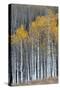 Colorado. a Stand of Autumn Yellow Aspen in the Uncompahgre National Forest-Judith Zimmerman-Stretched Canvas