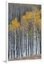 Colorado. a Stand of Autumn Yellow Aspen in the Uncompahgre National Forest-Judith Zimmerman-Framed Photographic Print