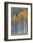 Colorado. a Stand of Autumn Yellow Aspen in the Uncompahgre National Forest-Judith Zimmerman-Framed Photographic Print