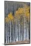 Colorado. a Stand of Autumn Yellow Aspen in the Uncompahgre National Forest-Judith Zimmerman-Mounted Photographic Print