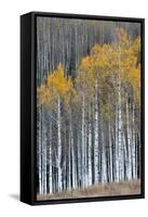 Colorado. a Stand of Autumn Yellow Aspen in the Uncompahgre National Forest-Judith Zimmerman-Framed Stretched Canvas