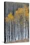 Colorado. a Stand of Autumn Yellow Aspen in the Uncompahgre National Forest-Judith Zimmerman-Stretched Canvas