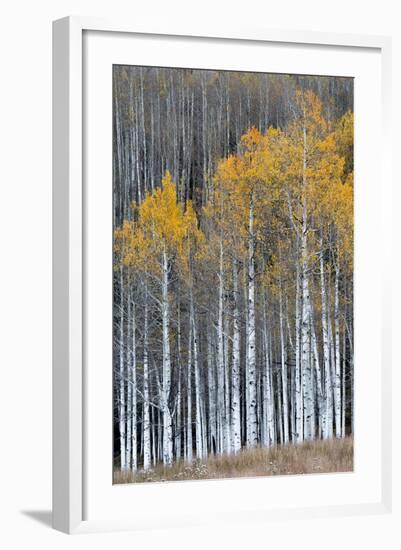 Colorado. a Stand of Autumn Yellow Aspen in the Uncompahgre National Forest-Judith Zimmerman-Framed Photographic Print