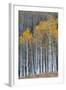 Colorado. a Stand of Autumn Yellow Aspen in the Uncompahgre National Forest-Judith Zimmerman-Framed Photographic Print