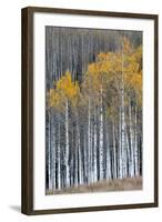 Colorado. a Stand of Autumn Yellow Aspen in the Uncompahgre National Forest-Judith Zimmerman-Framed Photographic Print