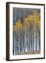 Colorado. a Stand of Autumn Yellow Aspen in the Uncompahgre National Forest-Judith Zimmerman-Framed Photographic Print