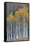 Colorado. a Stand of Autumn Yellow Aspen in the Uncompahgre National Forest-Judith Zimmerman-Framed Stretched Canvas