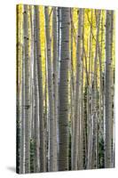 Colorado. a Stand of Autumn Yellow Aspen in the Uncompahgre National Forest-Judith Zimmerman-Stretched Canvas