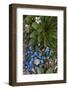 Colorado, American Basin, Alpine Spring Beauty and Alpine Forget-Me -Not-Judith Zimmerman-Framed Photographic Print