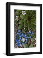 Colorado, American Basin, Alpine Spring Beauty and Alpine Forget-Me -Not-Judith Zimmerman-Framed Photographic Print