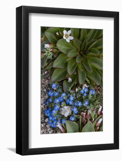 Colorado, American Basin, Alpine Spring Beauty and Alpine Forget-Me -Not-Judith Zimmerman-Framed Photographic Print