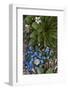 Colorado, American Basin, Alpine Spring Beauty and Alpine Forget-Me -Not-Judith Zimmerman-Framed Photographic Print