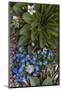 Colorado, American Basin, Alpine Spring Beauty and Alpine Forget-Me -Not-Judith Zimmerman-Mounted Photographic Print