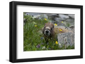 Colorado, American Basin, Yellow-Bellied Marmot Among Grasses and Wildflowers in Sub-Alpine Regions-Judith Zimmerman-Framed Premium Photographic Print