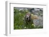 Colorado, American Basin, Yellow-Bellied Marmot Among Grasses and Wildflowers in Sub-Alpine Regions-Judith Zimmerman-Framed Premium Photographic Print