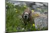 Colorado, American Basin, Yellow-Bellied Marmot Among Grasses and Wildflowers in Sub-Alpine Regions-Judith Zimmerman-Mounted Premium Photographic Print